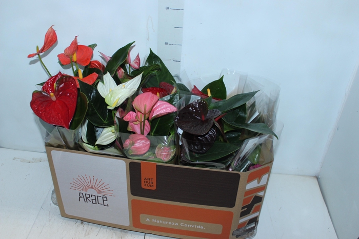 <h4>ANTHURIUM VARIADO P12</h4>