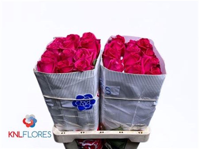 <h4>R Gr Pink Floyd! Ec</h4>