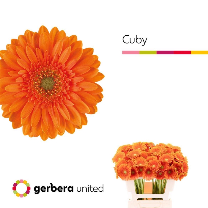 <h4>Ge Mi Cuby 07 CM,AQUA,ORANJE,(NL),(20)</h4>