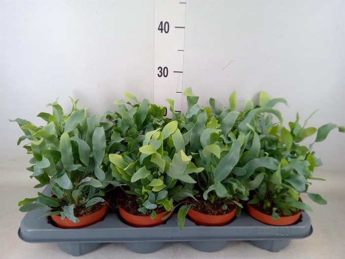<h4>Phlebodium aureum 'Blue Star'</h4>