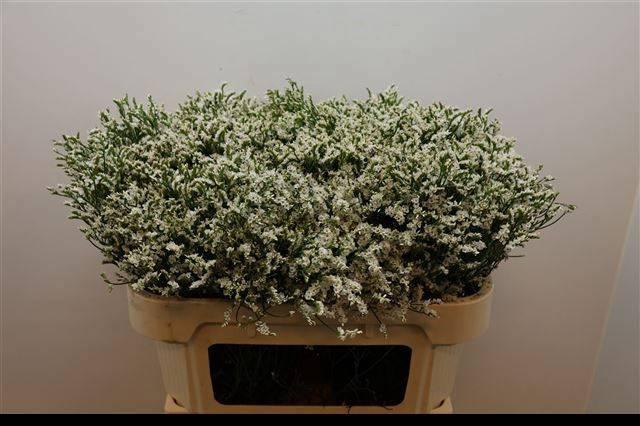 <h4>LIM SIN CHINA WHITE</h4>