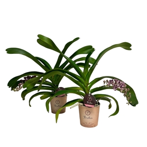 Rhynchostylis gig. 'Aromatiq Evoke'