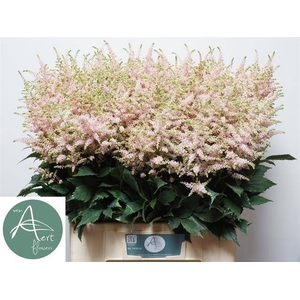 Astilbe Europa Aert