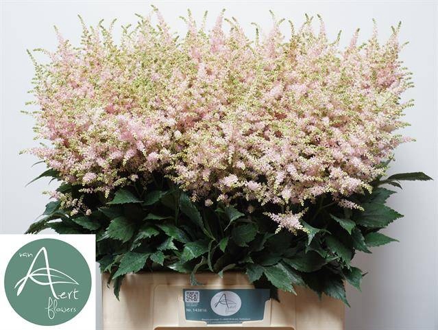 <h4>Astilbe Europa Aert</h4>