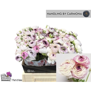 RAN EL WHITE STRIPES