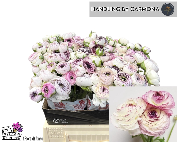 Ran El White Stripes