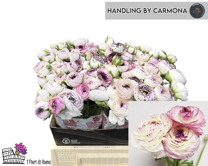 <h4>RAN EL WHITE STRIPES</h4>