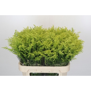 Solidago Tara Gold