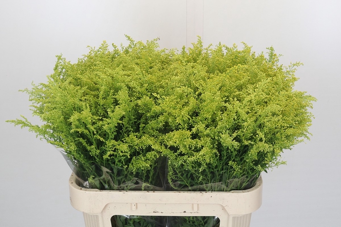 <h4>Solidago Tara Gold</h4>