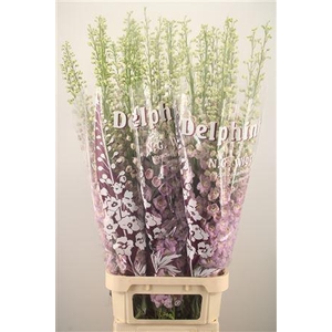 Delph El Dewi Fame Dark Pink