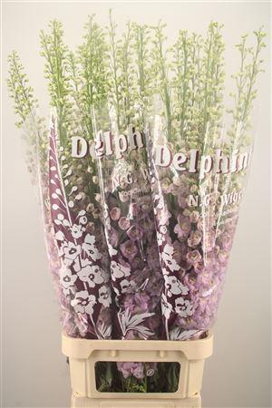 <h4>Delph El Dewi Fame Dark Pink</h4>