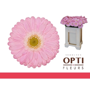 Germini Babble Water