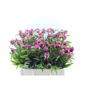 Paeonia L Karl Rosenf