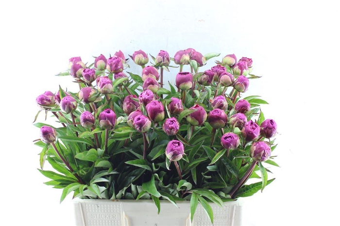 <h4>Paeonia L Karl Rosenf</h4>
