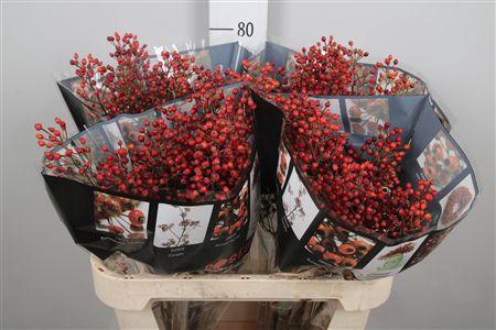 <h4>Rosa Rosefr Elite</h4>