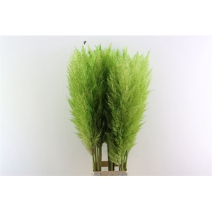 Cortaderia Groen