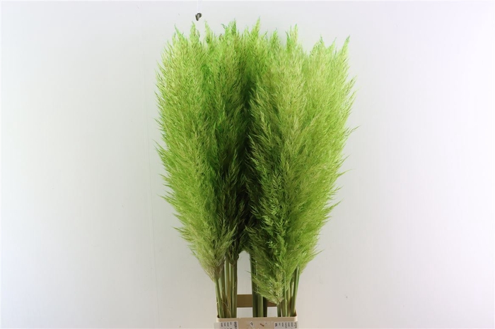 <h4>Cortaderia Groen</h4>