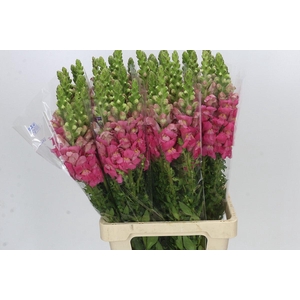 Antirrhinum Potomac Cherry Pink