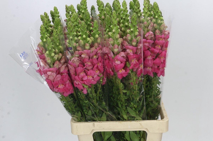<h4>Antirrhinum Potomac Cherry Pink</h4>