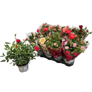 RO KORDANA GEM 5 SRT