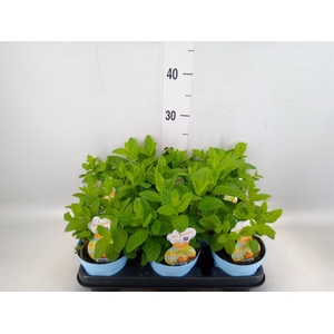 Mentha spicata 'Crispa'