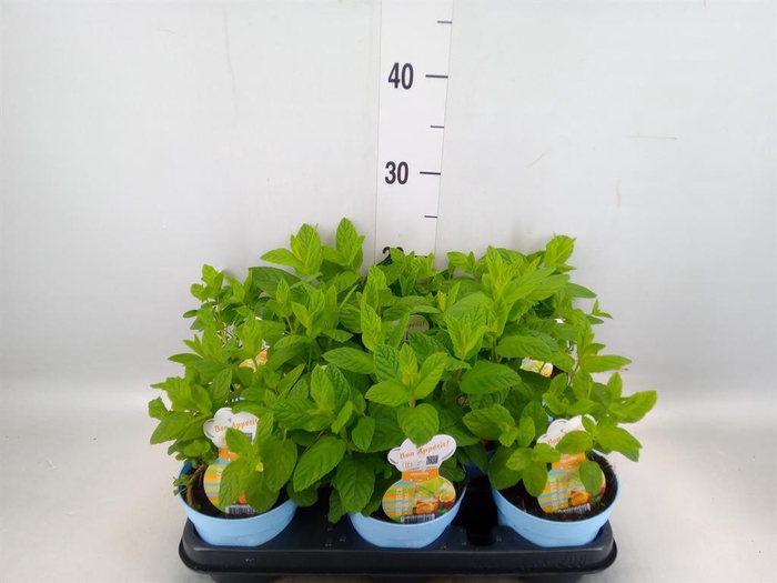 <h4>Mentha spicata 'Crispa'</h4>
