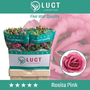 Lisianthus Rosita Rose Pink