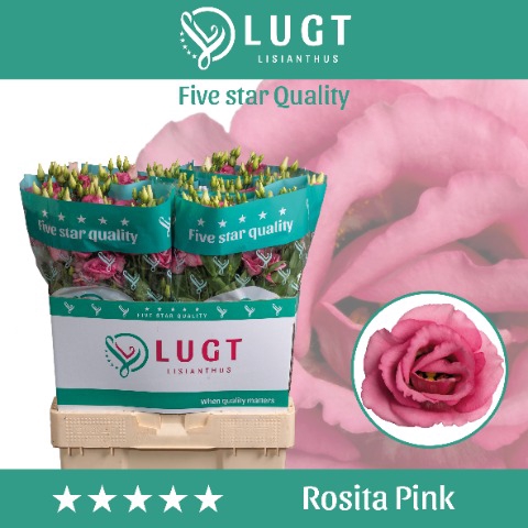 Lisianthus Rosita Rose Pink