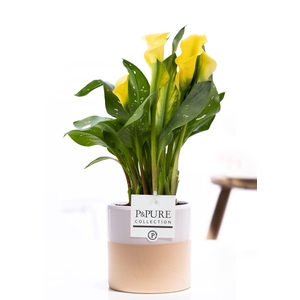 Zantedeschia yellow in P&PURE Tess 2 ceramics white