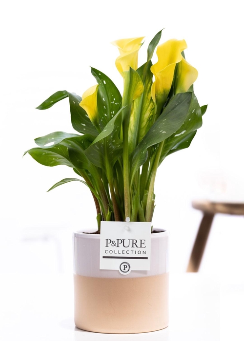 <h4>Zantedeschia yellow in P&PURE Tess 2 ceramics white</h4>