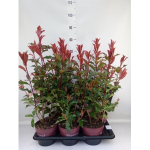 Photinia fraseri 'Magical Volcano'