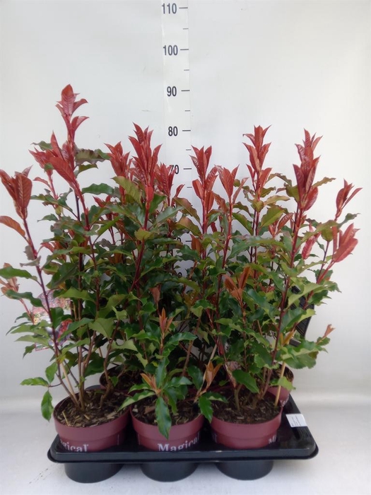 <h4>Photinia fraseri 'Magical Volcano'</h4>