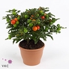 .Solanum pseudocapsicum bartoli (bes)