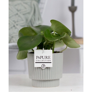 Pep Raindrop Keramiek Ivy Green Grey