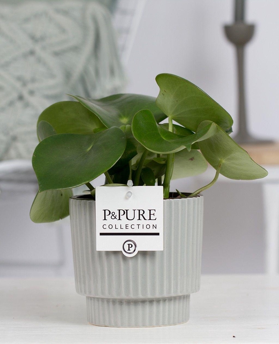 <h4>Pep Raindrop Keramiek Ivy Green Grey</h4>