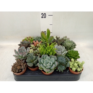 Succulents   ...