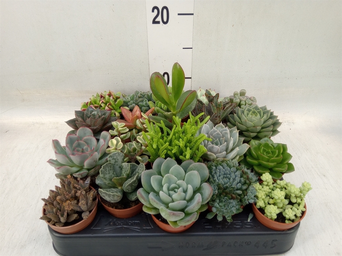 <h4>Succulents   ...</h4>