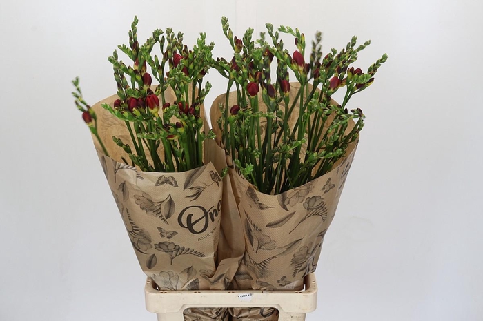 <h4>Freesia One Red XXL</h4>