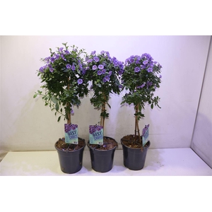 arr8 Solanum Ra Blue Foun