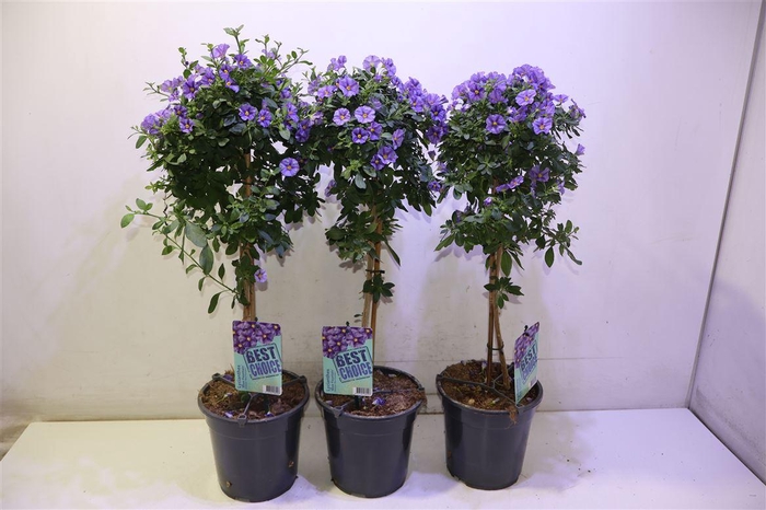 <h4>arr8 Solanum Ra Blue Foun</h4>