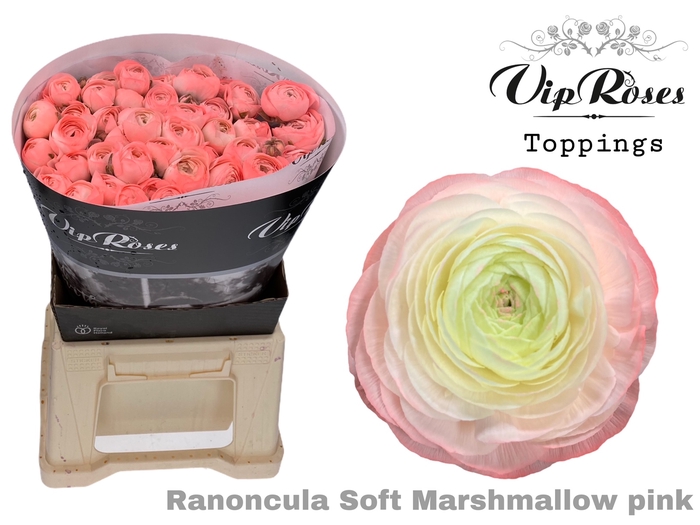 RAN OV MARSHMALLOW PINK
