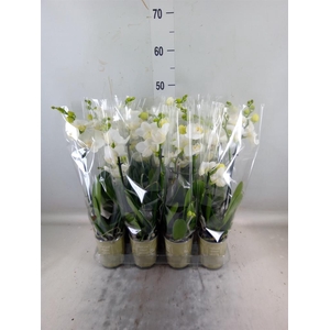 Phalaenopsis   ...white