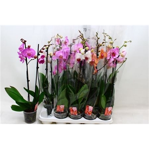 Phal Gem 7 Kl 2 Branches 16+