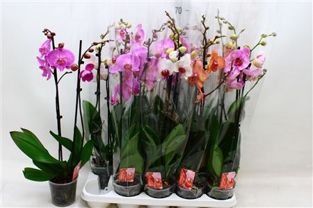 <h4>Phal Gem 7 Kl 2 Branches 16+</h4>