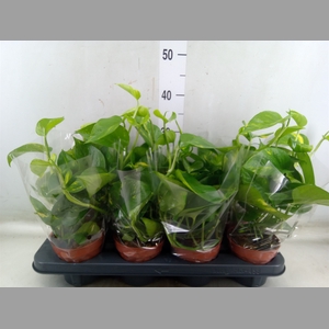 Epipremnum pinn. 'Aureum'