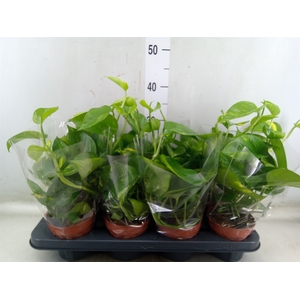 Epipremnum pinn. 'Aureum'