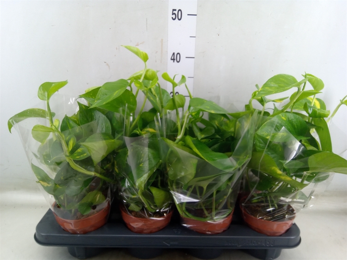<h4>Epipremnum pinn. 'Aureum'</h4>