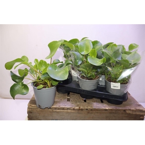 arr8 Pilea Peperomioides