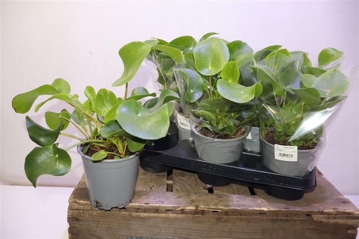 <h4>arr8 Pilea Peperomioides</h4>