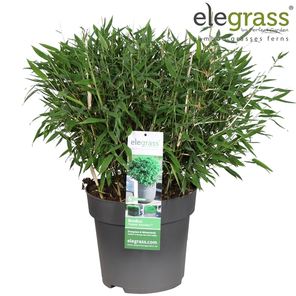 Fargesia 'Moontears'® Boobux P29